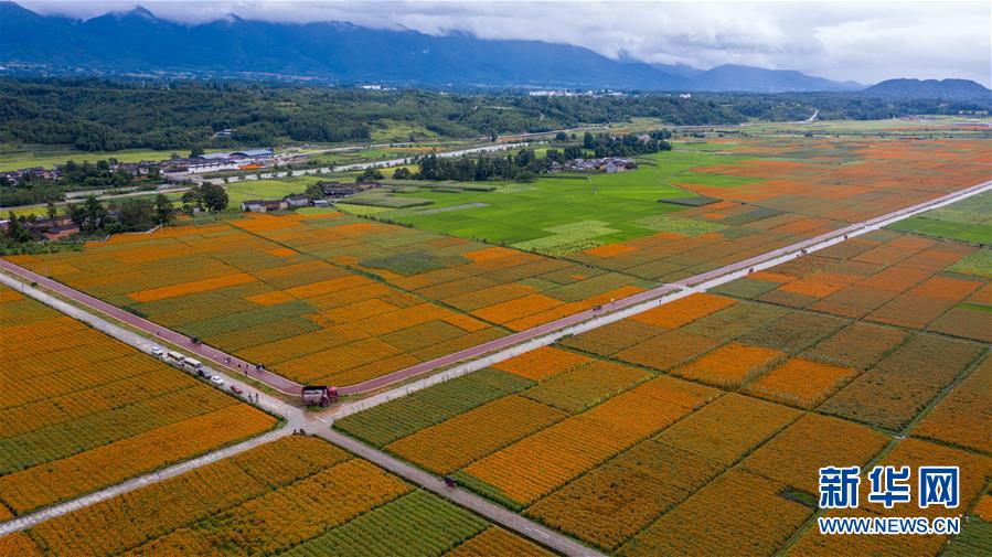 （圖文互動）（1）幸?；ㄩ_&mdash;&mdash;高黎貢山下&ldquo;萬畝花海&rdquo;帶富美麗鄉(xiāng)村