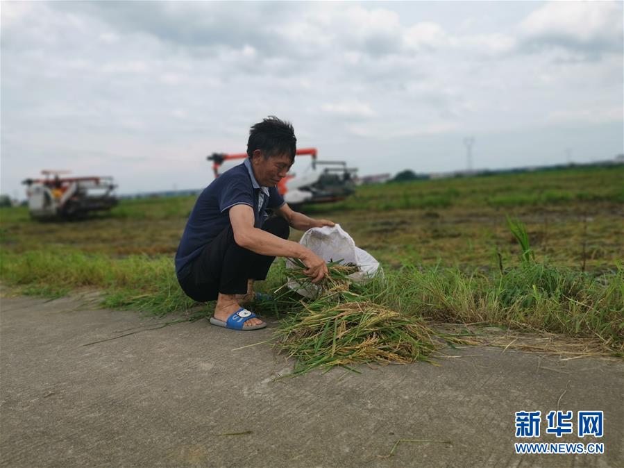 （新華視點(diǎn)&middot;聚焦餐桌外的浪費(fèi)&middot;圖文互動(dòng)）（1）顆粒歸倉為何難實(shí)現(xiàn)？我國糧食收割環(huán)節(jié)損失驚人
