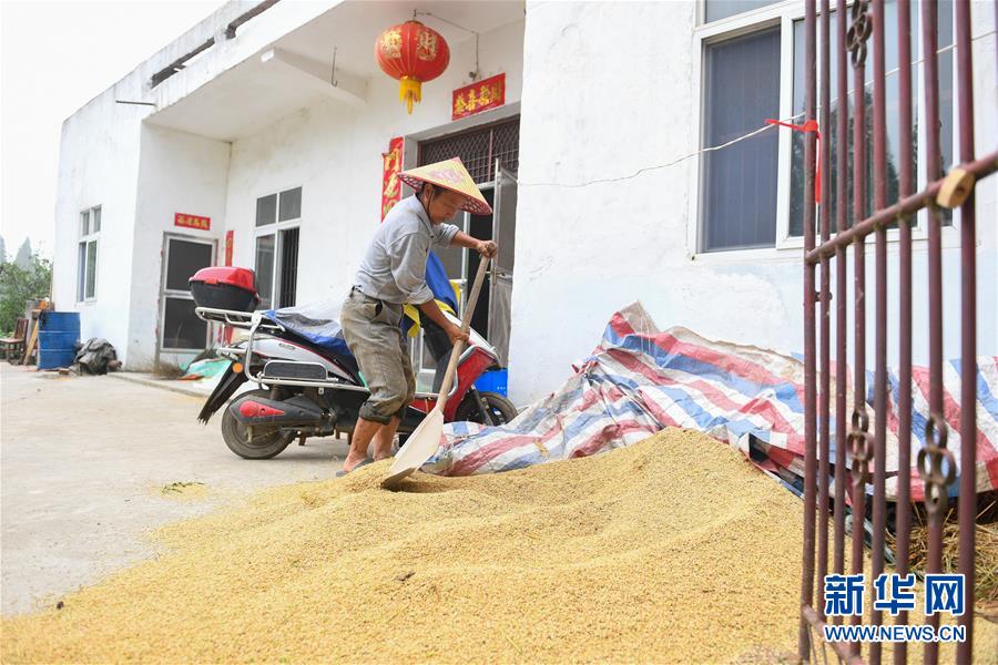 （新華視點&middot;聚焦餐桌外的浪費&middot;圖文互動）（2）農(nóng)戶儲糧損失達(dá)8%！設(shè)施普遍簡陋，蟲害霉變堪憂