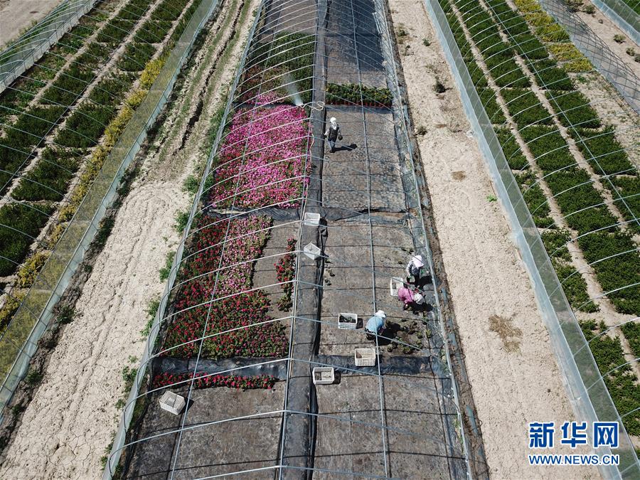 （新華全媒頭條&middot;走向我們的小康生活&middot;圖文互動）（1）&ldquo;苦甲&rdquo;不再，&ldquo;甘味&rdquo;綿長&mdash;&mdash;脫貧攻堅的甘肅味道