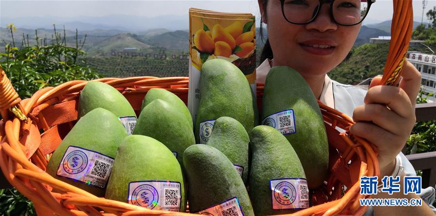 （決戰(zhàn)決勝脫貧攻堅&middot;圖文互動）（7）同飲一江水 攜手&ldquo;斬窮根&rdquo;&mdash;&mdash;深圳對口廣西河池、百色扶貧協(xié)作見聞