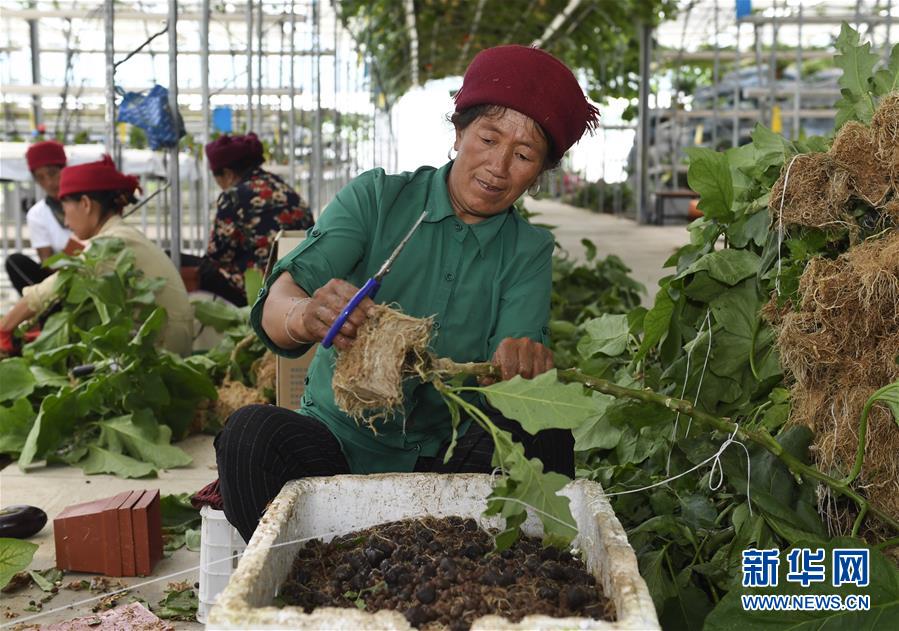 （走向我們的小康生活&middot;決戰(zhàn)決勝脫貧攻堅(jiān)&middot;圖文互動(dòng)）（3）把產(chǎn)業(yè)興盛之&ldquo;根&rdquo;扎進(jìn)大涼山