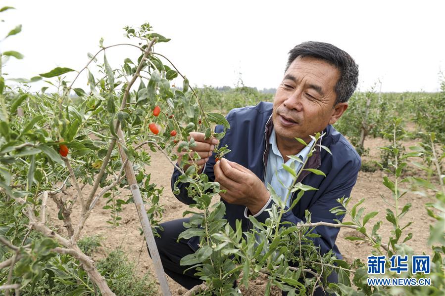 （全面建成小康社會(huì)&ldquo;百城千縣萬村調(diào)研行&rdquo;&middot;圖文互動(dòng)）（1）寧夏華寺村：做活&ldquo;土&rdquo;文章 村民享小康