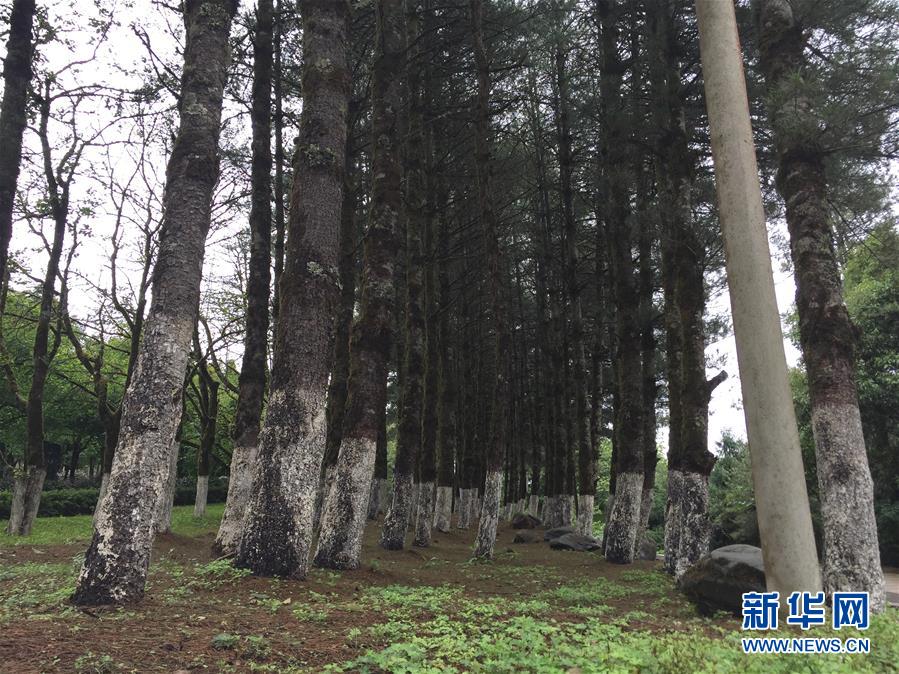 (熱點(diǎn)鮮報(bào)·圖文互動(dòng))(4)善洲精神永相傳:留下一片綠洲 造福家鄉(xiāng)百姓
