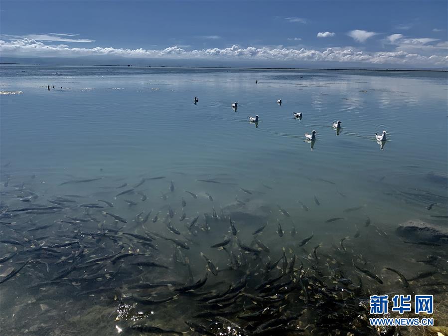 （新華全媒頭條&middot;圖文互動）（4）大湖見證 &mdash;&mdash;持續(xù)保護(hù)讓青海湖生態(tài)華麗&ldquo;蝶變&rdquo;