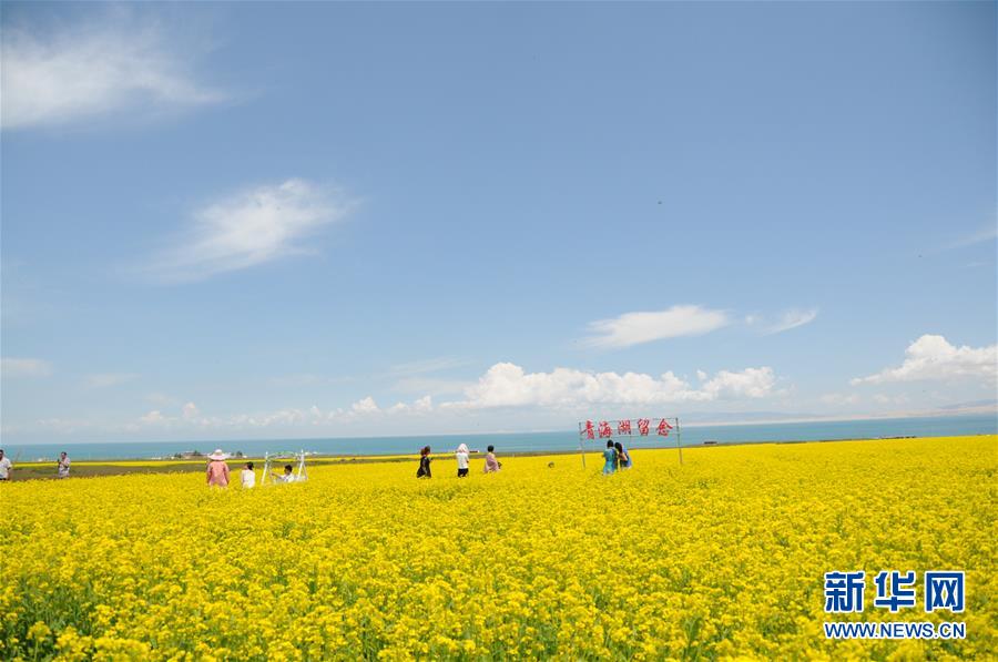 （新華全媒頭條&middot;圖文互動）（8）大湖見證 &mdash;&mdash;持續(xù)保護(hù)讓青海湖生態(tài)華麗&ldquo;蝶變&rdquo;