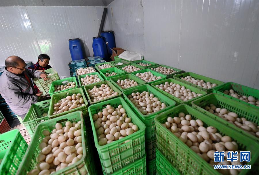 （決戰(zhàn)決勝脫貧攻堅(jiān)&middot;圖文互動(dòng)）（7）17代人追逐的夢想實(shí)現(xiàn)了&mdash;&mdash;記冀南平原劉秋口村變遷 