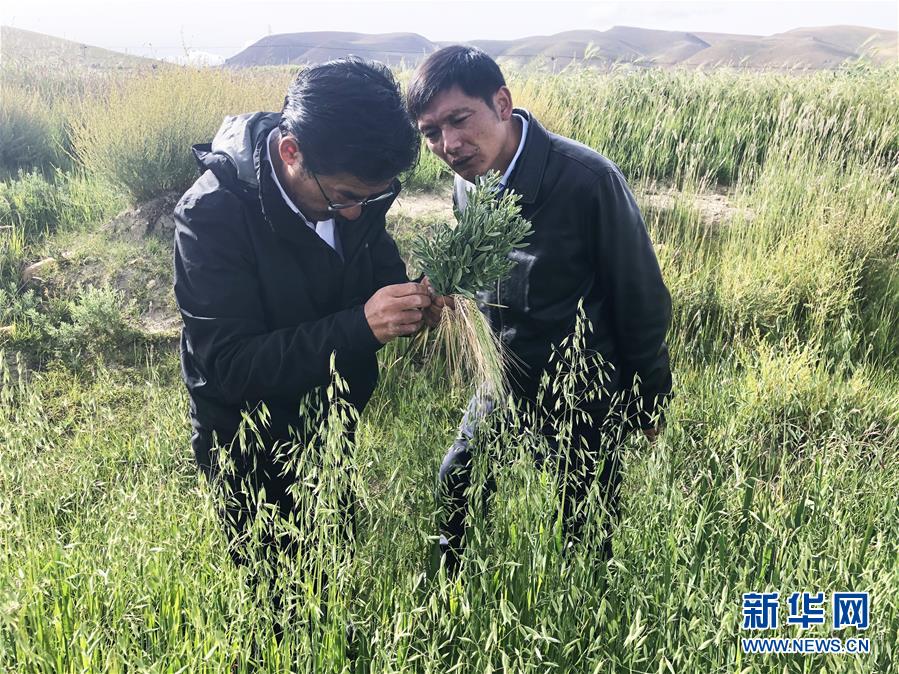 （新華全媒頭條&middot;圖文互動(dòng)）（4）愿做高原一粒種 化作金穗撒人間&mdash;&mdash;追記我國(guó)青稞研究專家尼瑪扎西