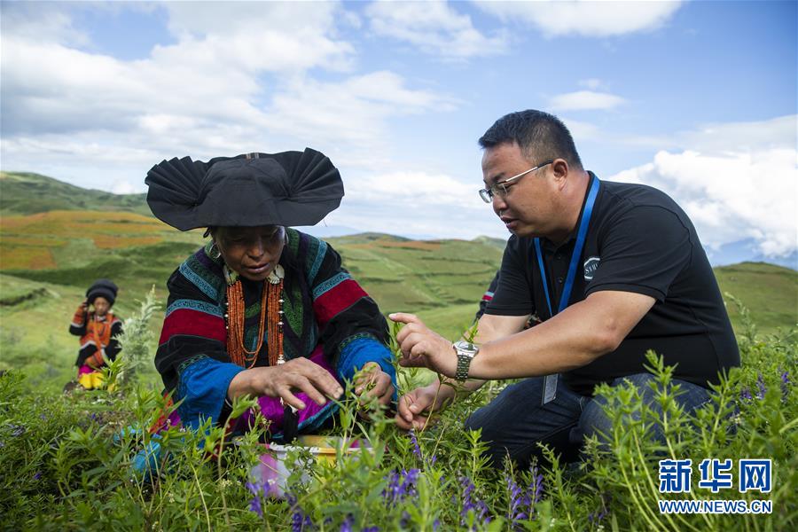 （鄉(xiāng)村振興&middot;圖文互動(dòng)）（7）涼山深處有&ldquo;黃金&rdquo;