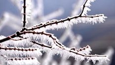 貴州樹木開(kāi)冰花 遠(yuǎn)望似&ldquo;千樹萬(wàn)樹梨花開(kāi)&rdquo;