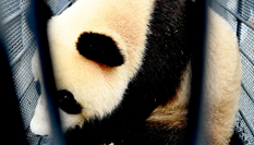 熊貓姐妹花&ldquo;落戶&rdquo;吉林長(zhǎng)春