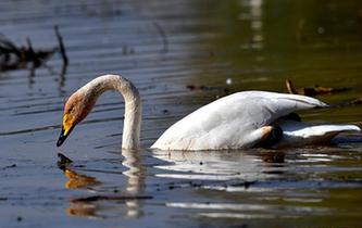 山西黃河濕地&ldquo;迎來&rdquo;首批越冬野生大天鵝