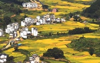 &ldquo;最美鄉(xiāng)村&rdquo;豐收?qǐng)D美如畫卷