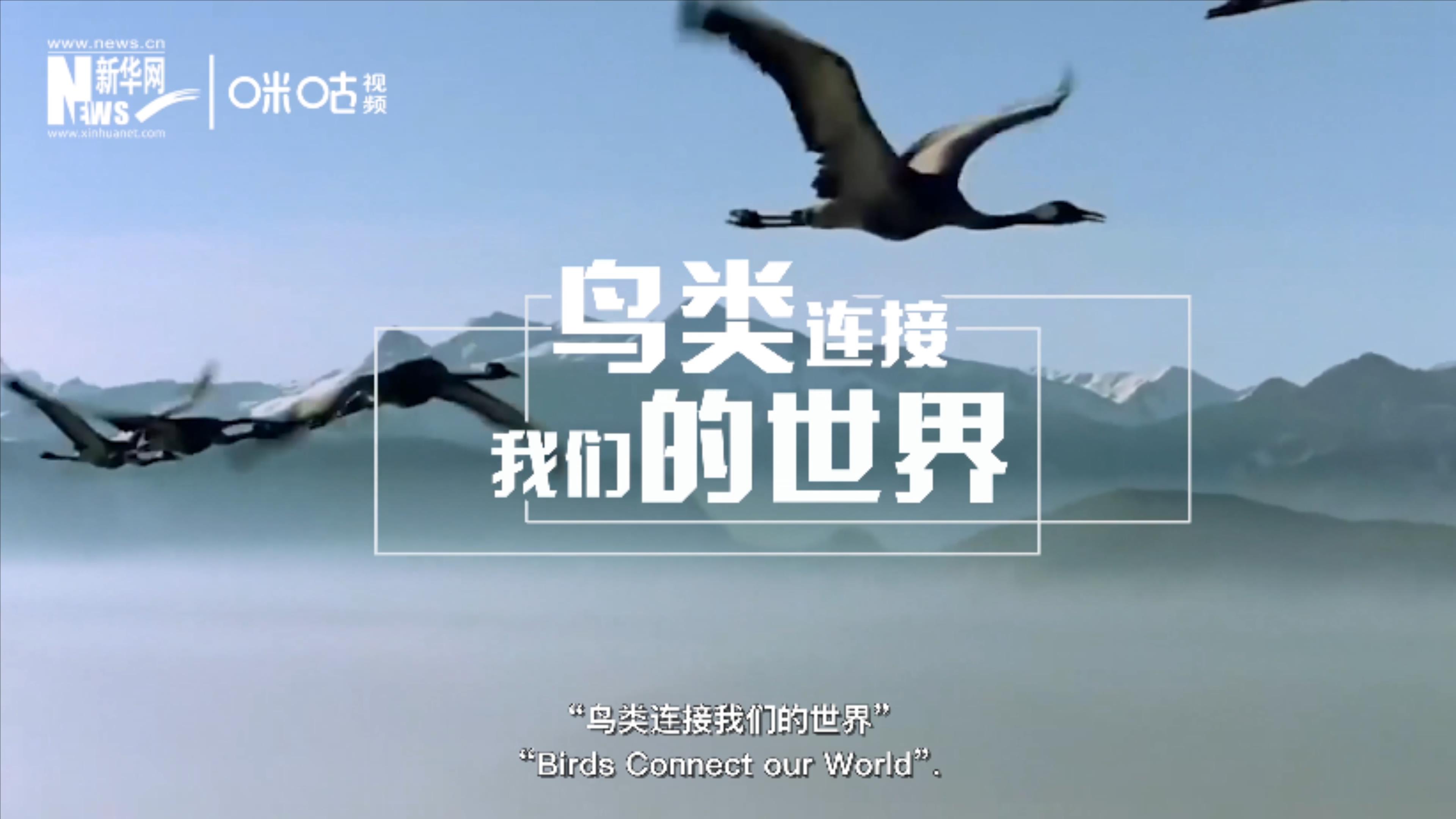 2020年世界候鳥(niǎo)日的主題是&ldquo;鳥(niǎo)類(lèi)連接我們的世界&rdquo;