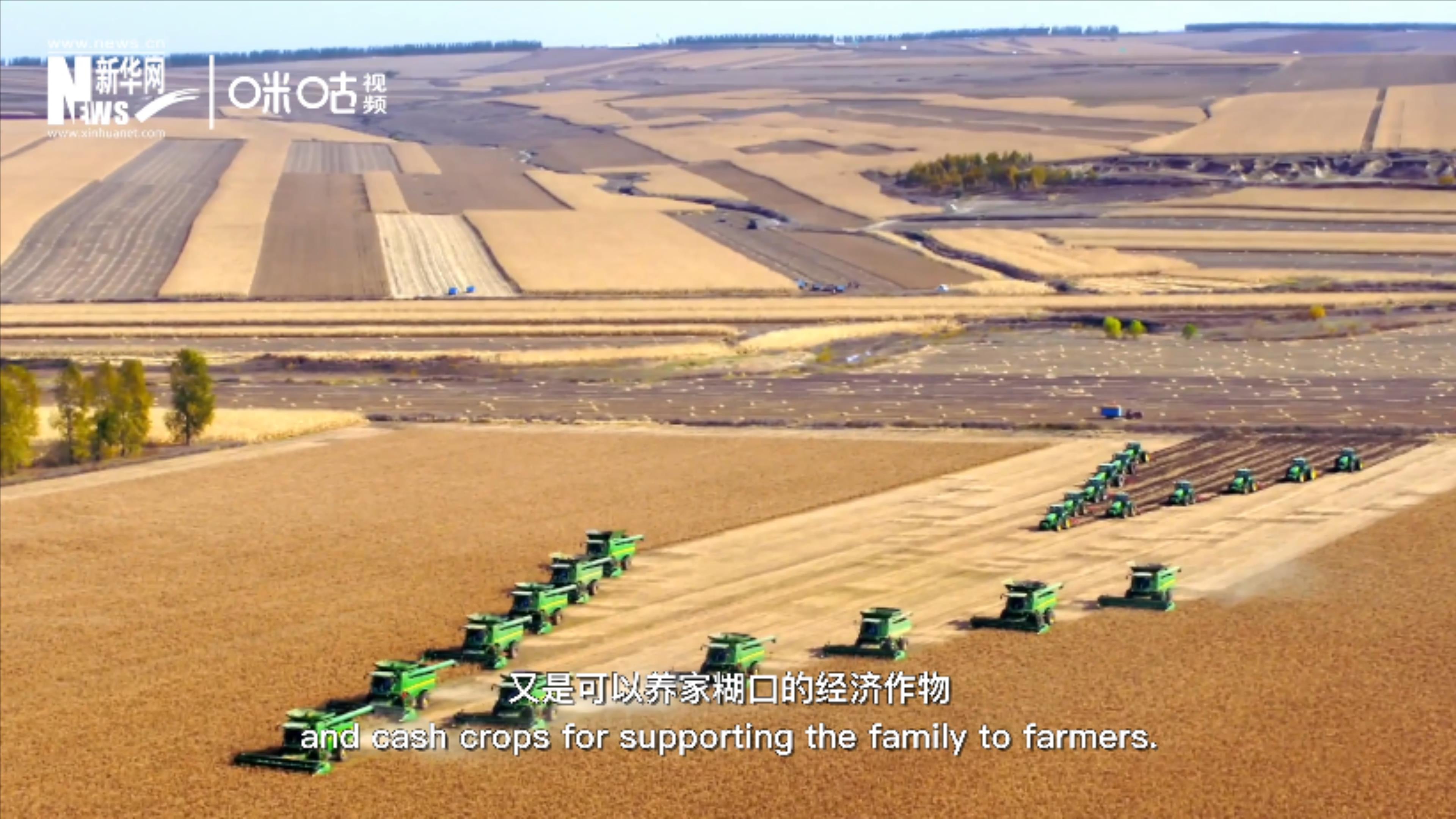 豆類既是可以擺上餐桌的食物，又是可以養(yǎng)家糊口的經(jīng)濟(jì)作物