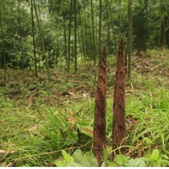 金佛山&ldquo;竹林刀客&rdquo;