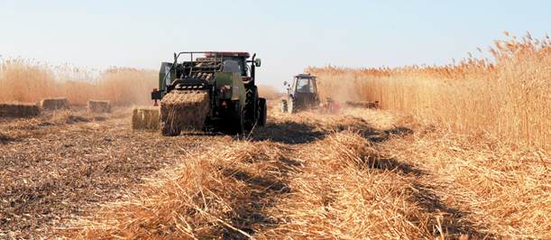 &ldquo;機戰(zhàn)&rdquo;百萬畝蘆蕩