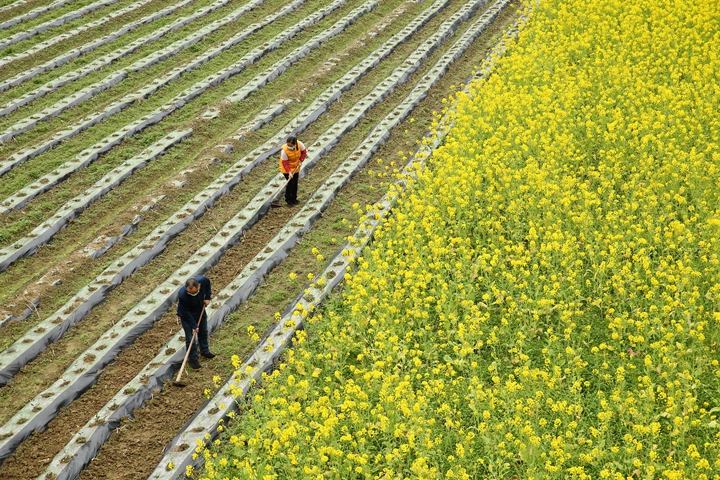新華社評(píng)論員:防疫不誤農(nóng)時(shí)，固本首在&ldquo;三農(nóng)&rdquo;