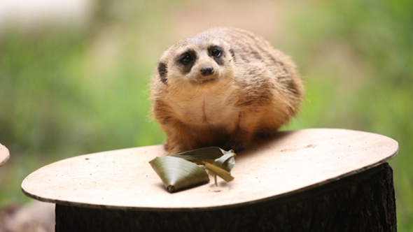 歡樂(lè)&ldquo;粽&rdquo;動(dòng)員！小動(dòng)物們吃上了&ldquo;專屬&rdquo;粽子