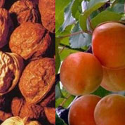 泰山核桃、紅玉杏