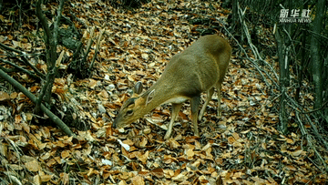 呆萌可愛！國家三有保護(hù)動物小麂現(xiàn)身重慶陰條嶺