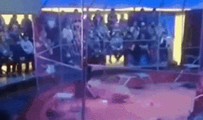 驚險(xiǎn)！ 俄馴獸師遭失控獅子撲咬