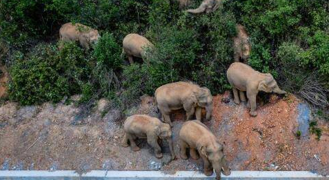 云南：野象群一路北遷&mdash;&mdash;野象家族出游 網(wǎng)友評論亮了