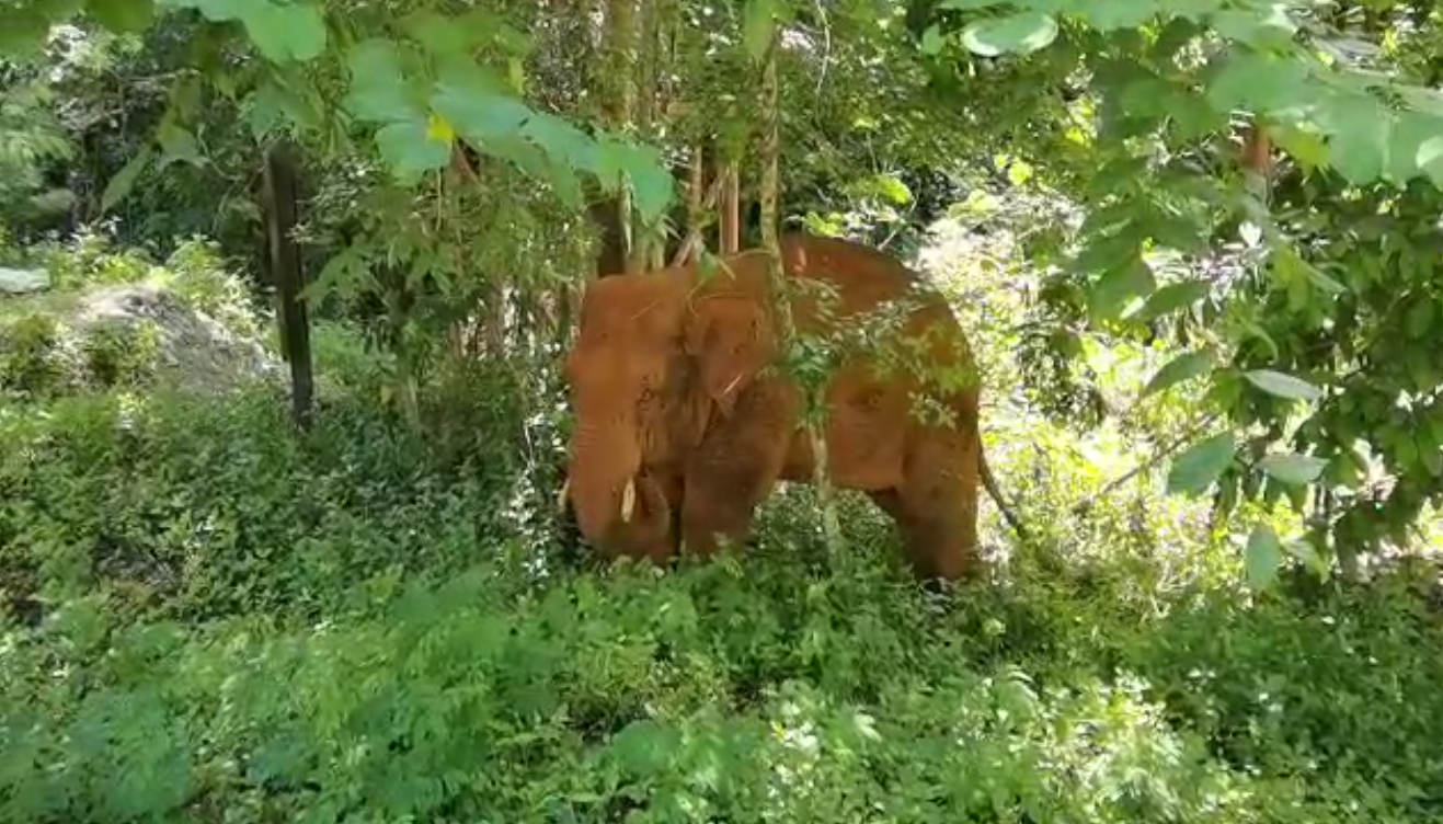 離群32天！云南北移離群獨象安全回家 專家詳解獨象&ldquo;南歸&rdquo;