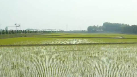 黑龍江：&ldquo;稻田公園&rdquo;迎賓客 農民收入穩(wěn)增長