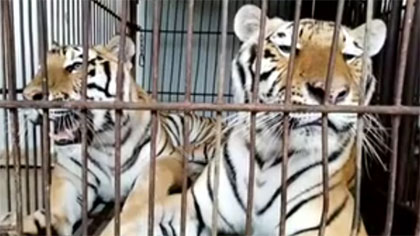 專家分析：老虎咬死飼養(yǎng)員事件 暴露哪些問題？