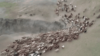 新疆福?？h43萬牲畜踏上夏季轉場路