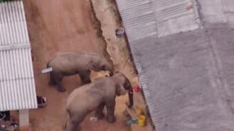 圈粉無數(shù)的&ldquo;大象旅行團(tuán)&rdquo;走到哪兒了？