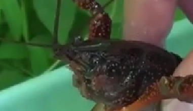 封殺！ 日本擬將小龍蝦指定為外來(lái)入侵物種