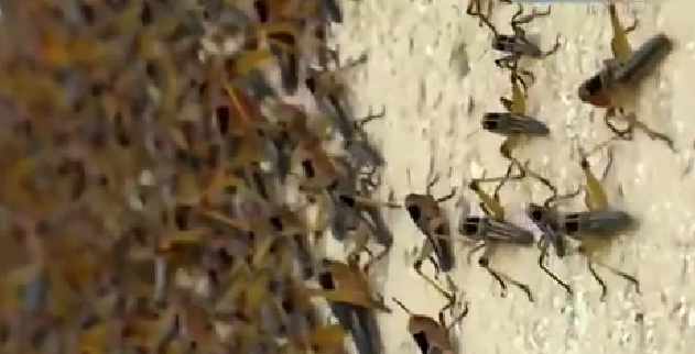 恐怖！ 漫天飛舞 俄邊疆區(qū)遭蝗蟲、瓢蟲侵襲