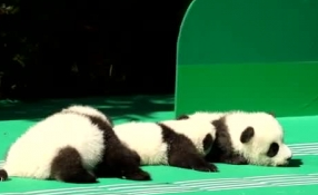 &ldquo;萌神&rdquo;駕到！新生熊貓寶寶&ldquo;C位&rdquo;亮相