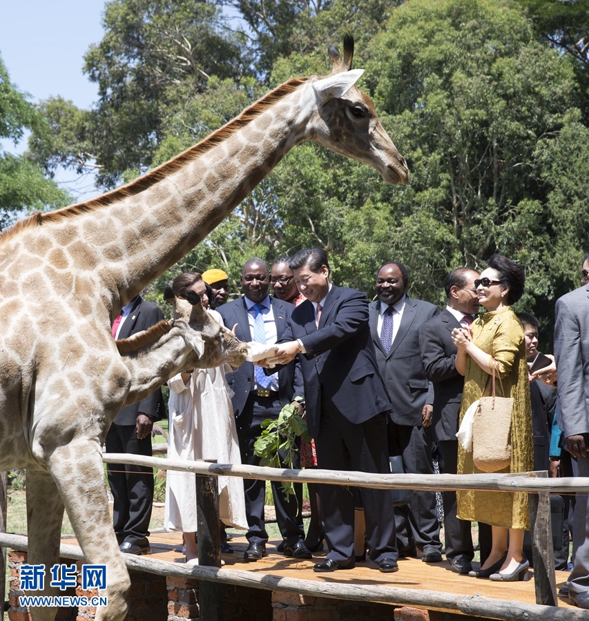 12月2日，國家主席習近平在津巴布韋考察野生動物救助基地。在基地負責人陪同下，習近平和夫人彭麗媛察看了基地救助的野生動物，并給大象、長頸鹿遞喂水果、樹葉。新華社記者 黃敬文 攝 
