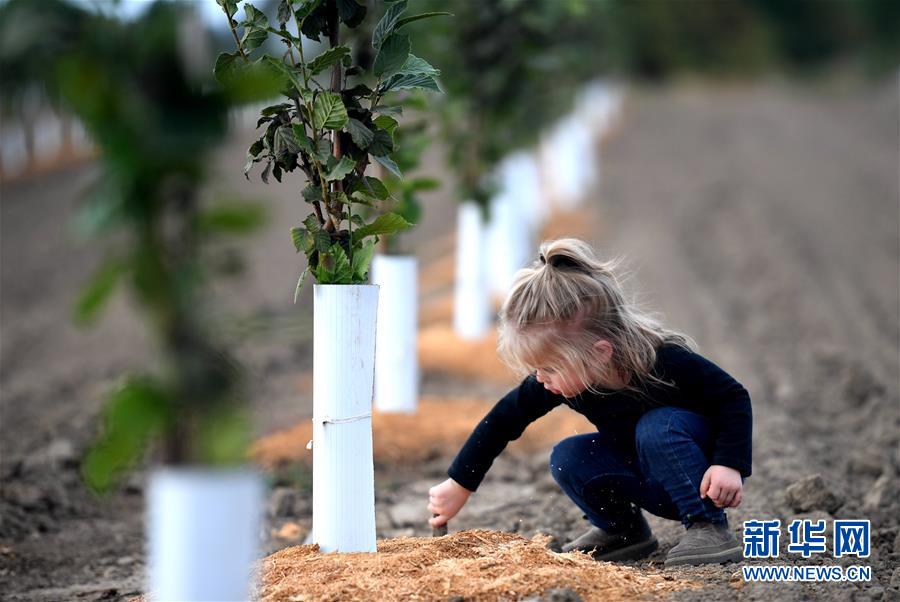 （國(guó)際&middot;圖文互動(dòng)）（10）&ldquo;這些樹(shù)寄托著我們對(duì)中國(guó)市場(chǎng)的信心&rdquo;&mdash;&mdash;探訪美俄勒岡州榛子果農(nóng)