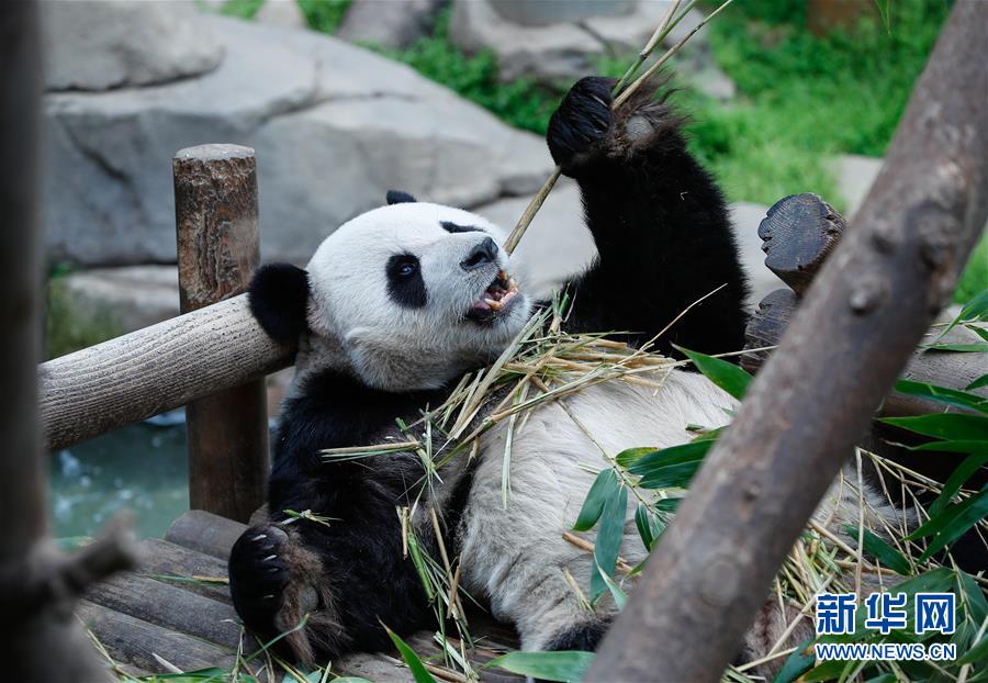 （國際）（6）旅韓大熊貓&ldquo;愛寶&rdquo;&ldquo;樂寶&rdquo;來韓三周年