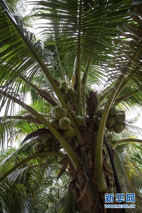 （第三屆進(jìn)博會&middot;圖文互動）（6）通訊：椰香飄進(jìn)進(jìn)博會 市場開放共繁榮&mdash;&mdash;一名泰國椰商的心聲