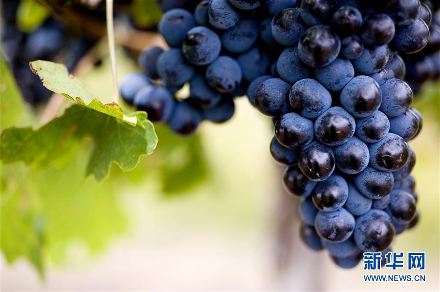 （第三屆進博會&middot;圖文互動）（4）專訪：進博會是了解中國市場的好機會&mdash;&mdash;訪澳大利亞諾瓦維塔葡萄酒集團創(chuàng)始人卡臣