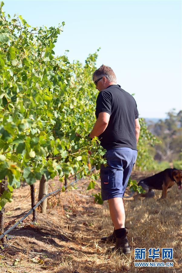 （第三屆進博會&middot;圖文互動）（8）專訪：進博會是了解中國市場的好機會&mdash;&mdash;訪澳大利亞諾瓦維塔葡萄酒集團創(chuàng)始人卡臣