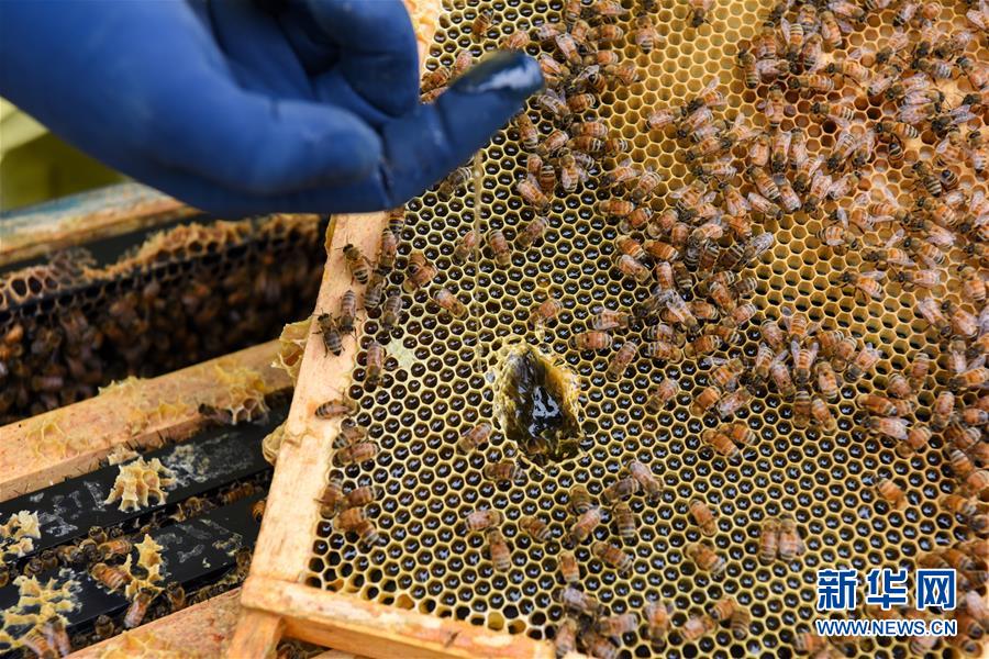 （第三屆進(jìn)博會(huì)&middot;圖文互動(dòng)）（6）通訊：新西蘭的進(jìn)博會(huì)味道，甜