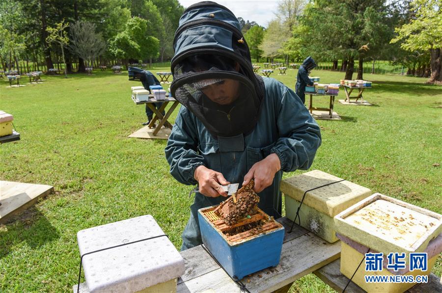 （第三屆進(jìn)博會(huì)&middot;圖文互動(dòng)）（7）通訊：新西蘭的進(jìn)博會(huì)味道，甜
