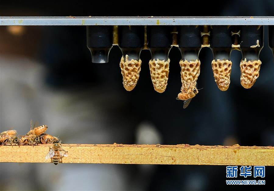 （第三屆進(jìn)博會(huì)&middot;圖文互動(dòng)）（9）通訊：新西蘭的進(jìn)博會(huì)味道，甜