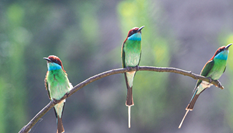 &ldquo;中國(guó)最美小鳥(niǎo)&rdquo;現(xiàn)身大別山