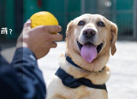 為了&ldquo;破冰&rdquo;，它們英勇無畏！