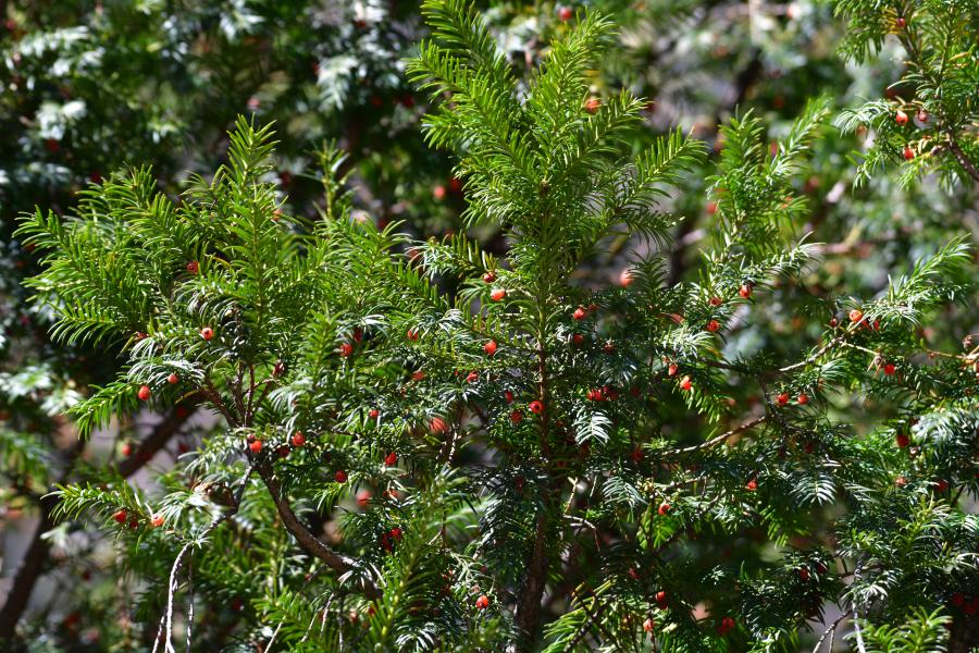 時(shí)隔40多年，我國(guó)再度發(fā)現(xiàn)珍稀瀕危植物密葉紅豆杉種群