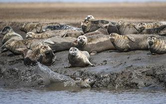 斑海豹洄游棲息遼河入?？? />  
<div>斑海豹洄游棲息遼河入?？?/div>
</a> 
</div>
<div   id=