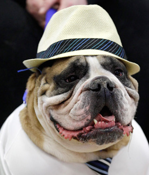 美國斗牛犬選美大賽