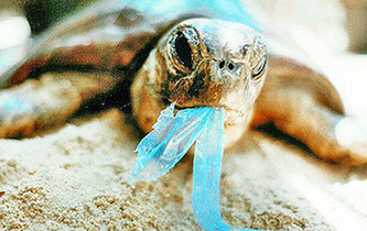 你隨手一扔，也許就毀掉它們的一生！